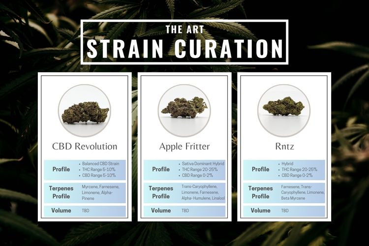 Exploring the Art of Strain Curation How We Redefine Flavor Potency and Aroma