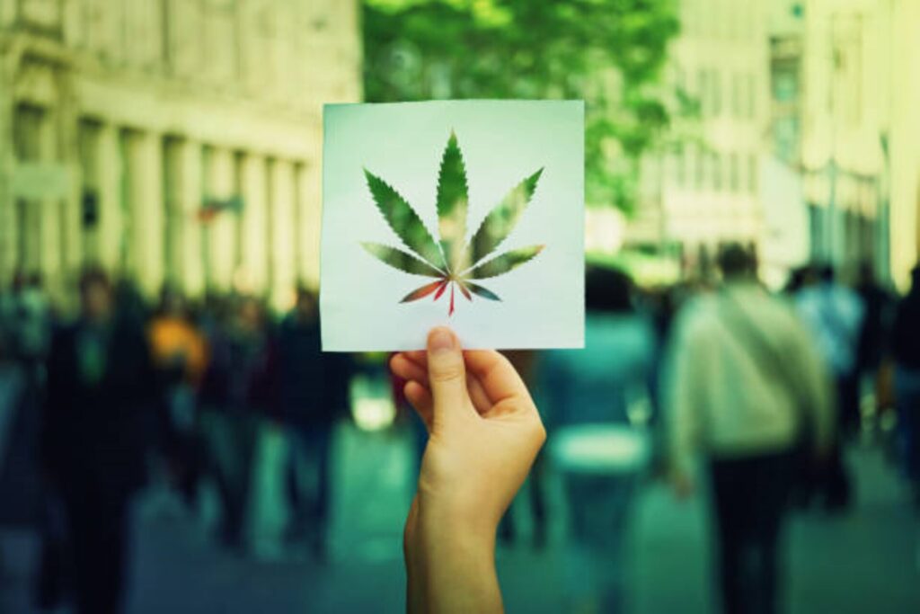 Cannabis Wholesale